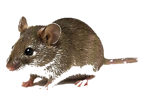 Rodents