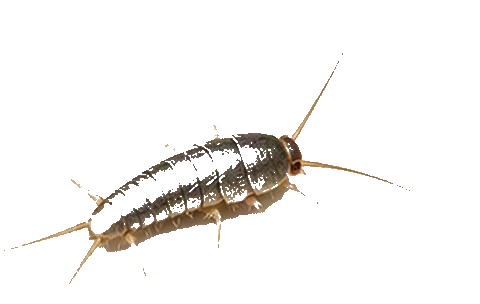 Silverfish