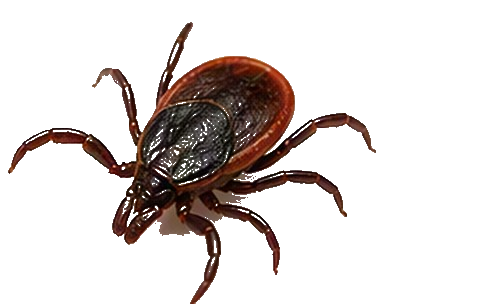 Ticks